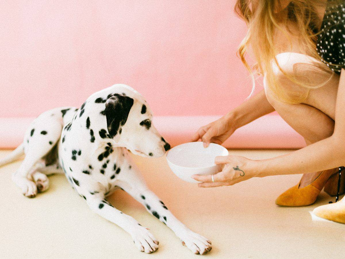 dalmation drinking water from white bowl, pink wall background