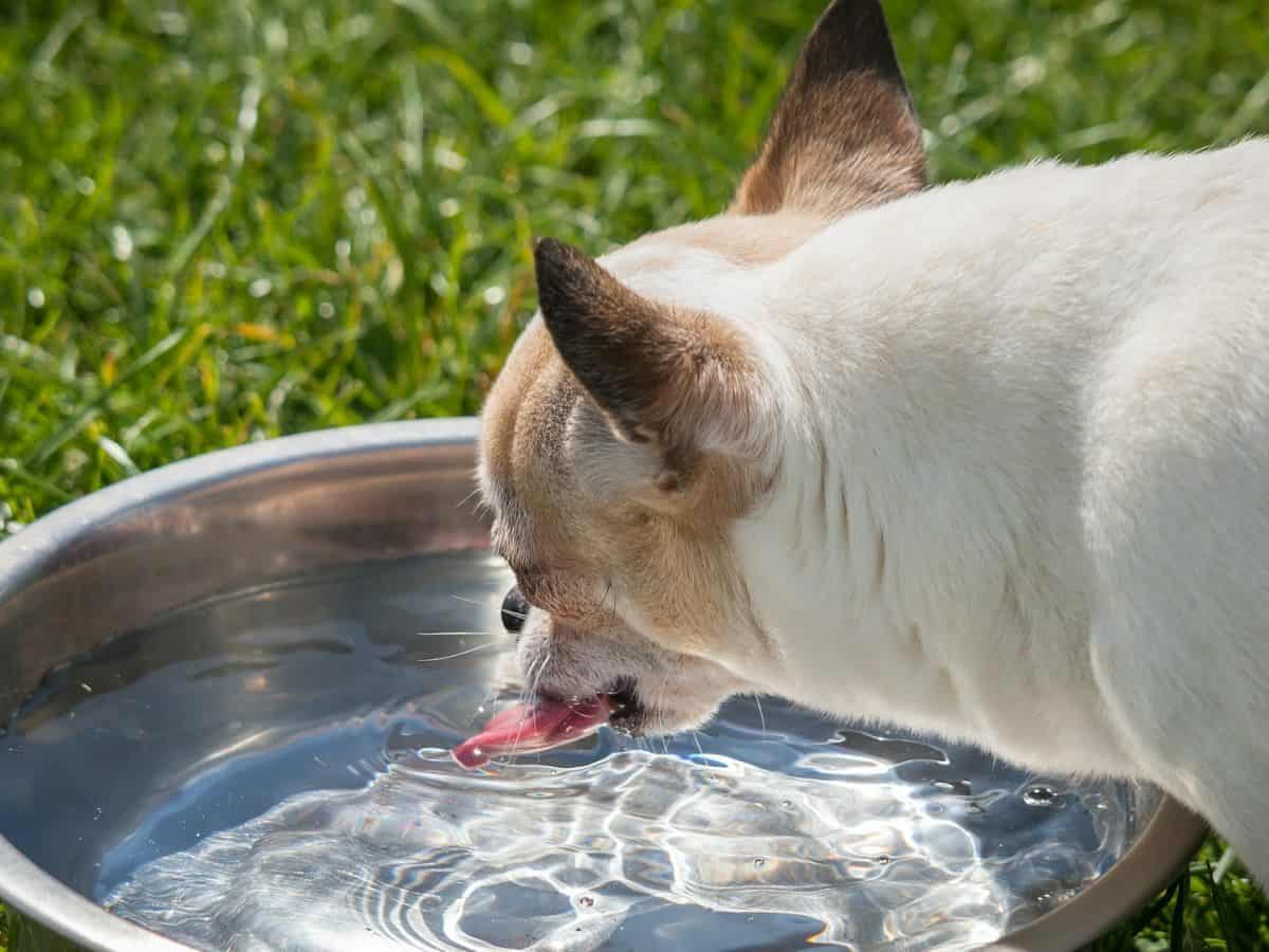 chihuahua in grass drinking out of metal water bowl 