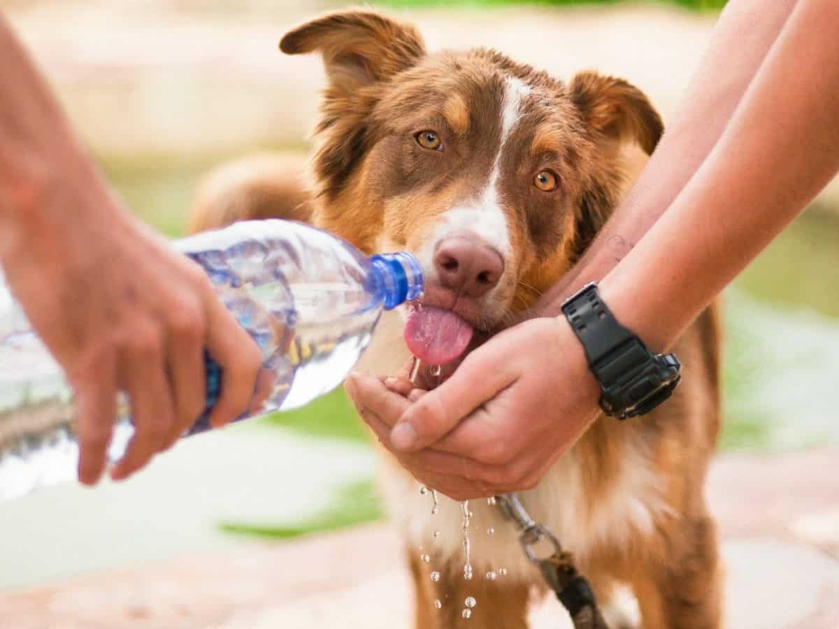 two owners giving brown and white dog water from a water bottle