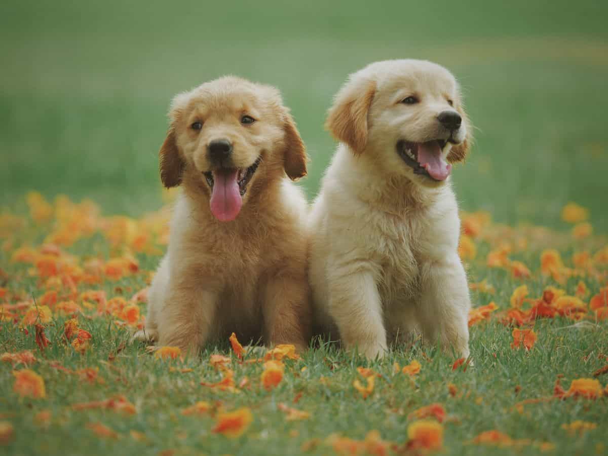 two golden retriever puppies in flowers