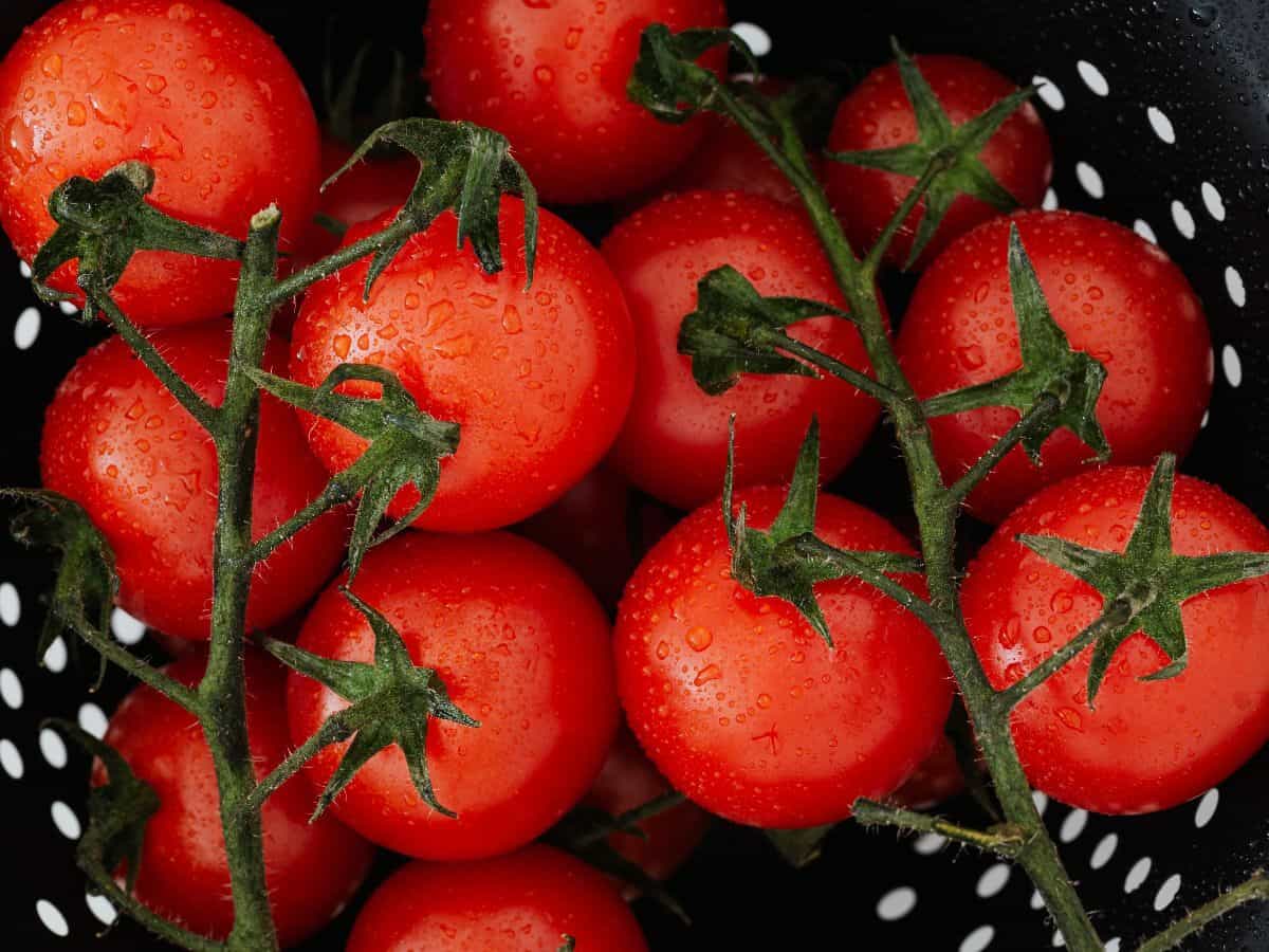 tomatoes on a vine that have been cleaned