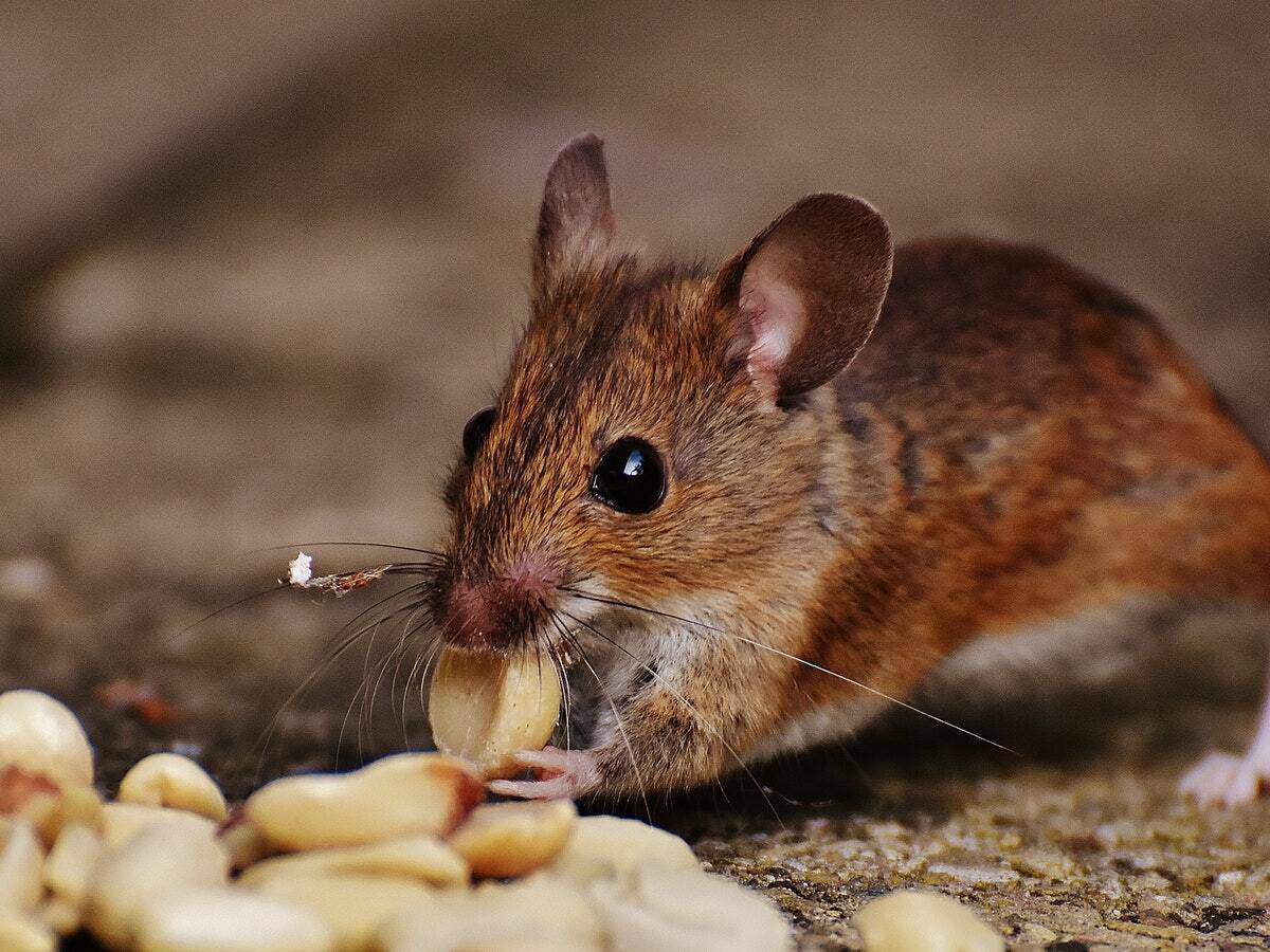 A brown mouse standing on the ground nibbling on a peanut.