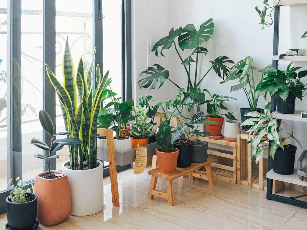 many plants at home in front of large window