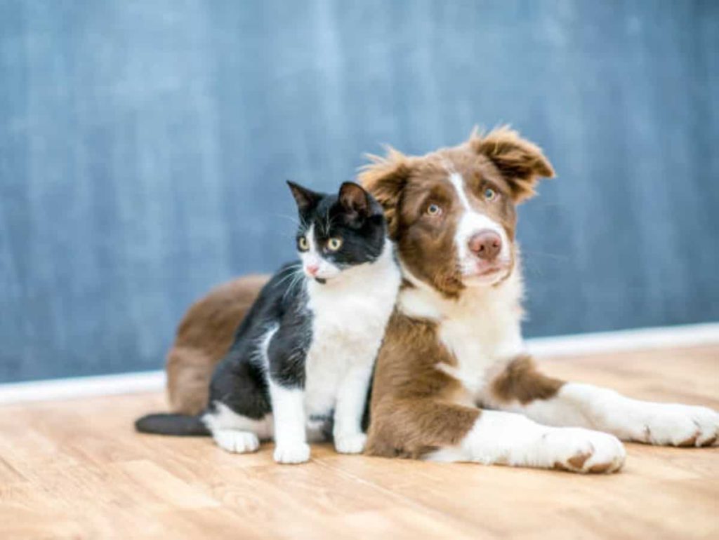 dog and cat sitting together with a blue background
