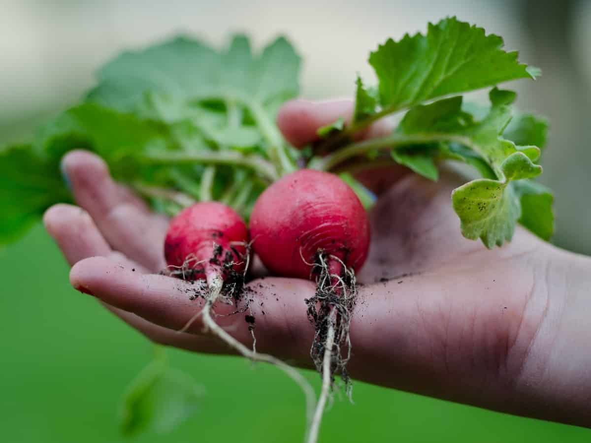 gardening own vegetables to stop climate change from progressing