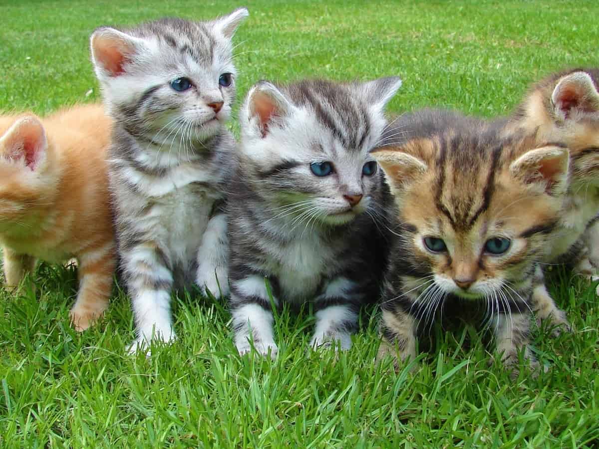close up of kittens