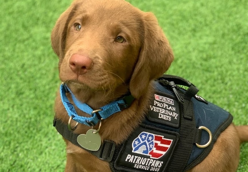 A Labrador Retriever puppy sits in the grass while wearing a Patriot PAWS service vest.