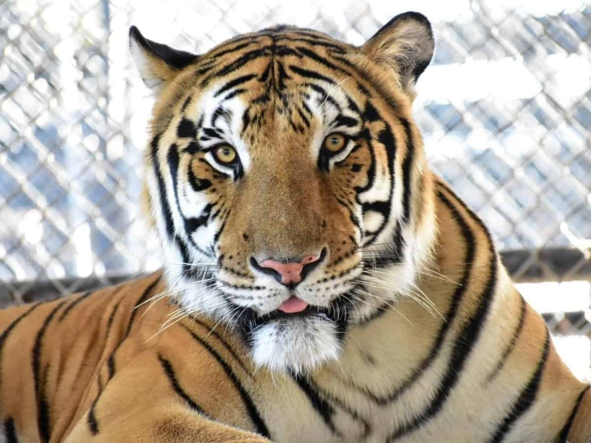 a picture of Odin, a tiger from In-Sync Exotics in Wylie Texas. This Dallas small business offers a wildlife sanctuary as a home to all their rescued cats