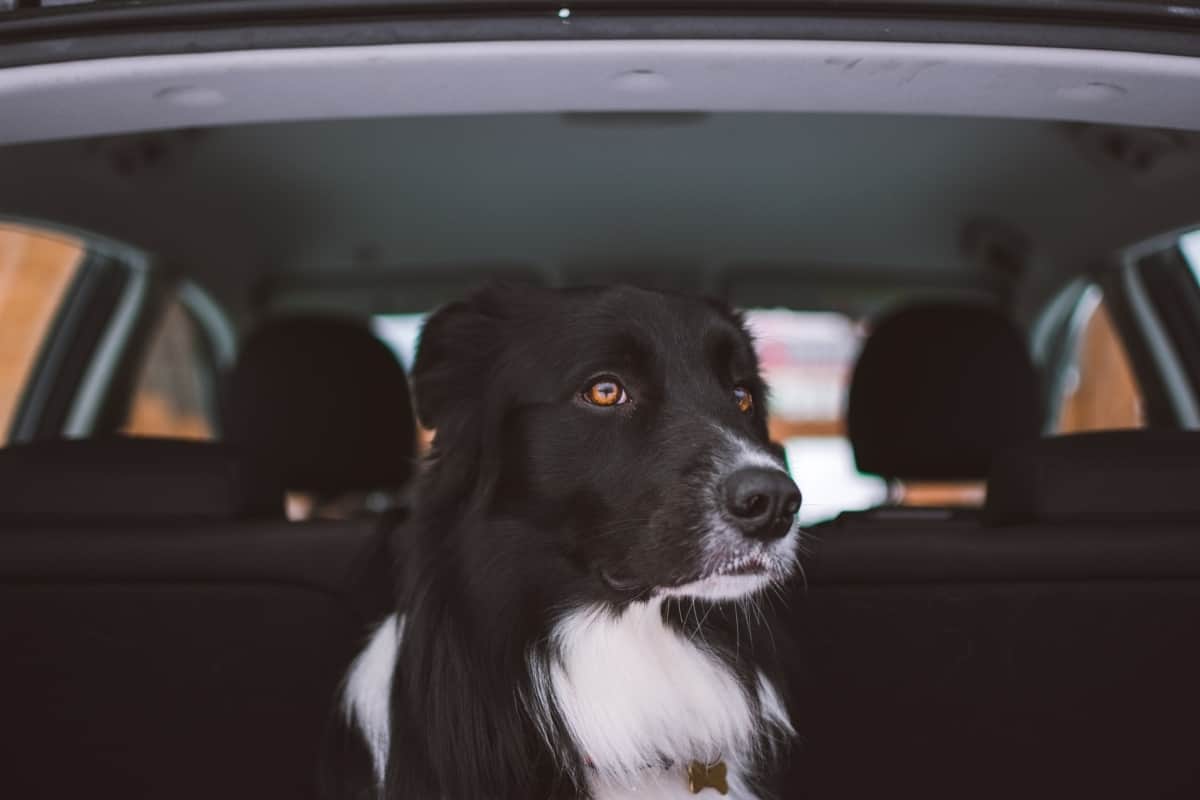 A black and white dog sits in the trunk of a car.
