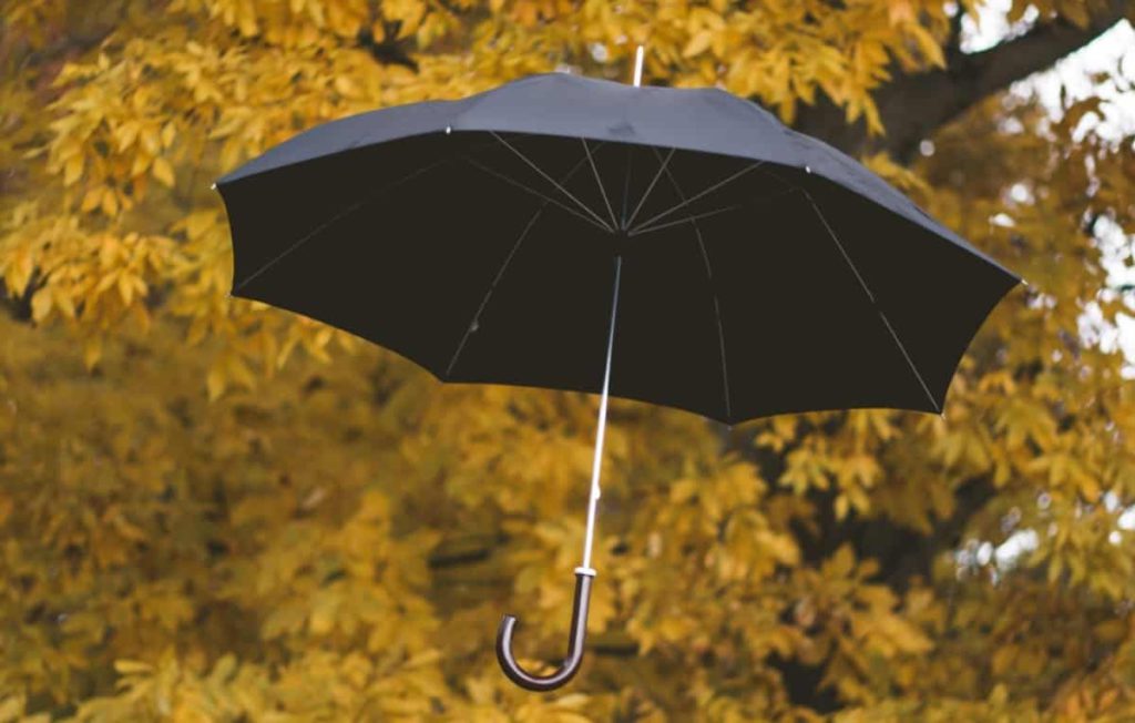 A black umbrella floating next to yellow leaves hanging from the branch of a tree.