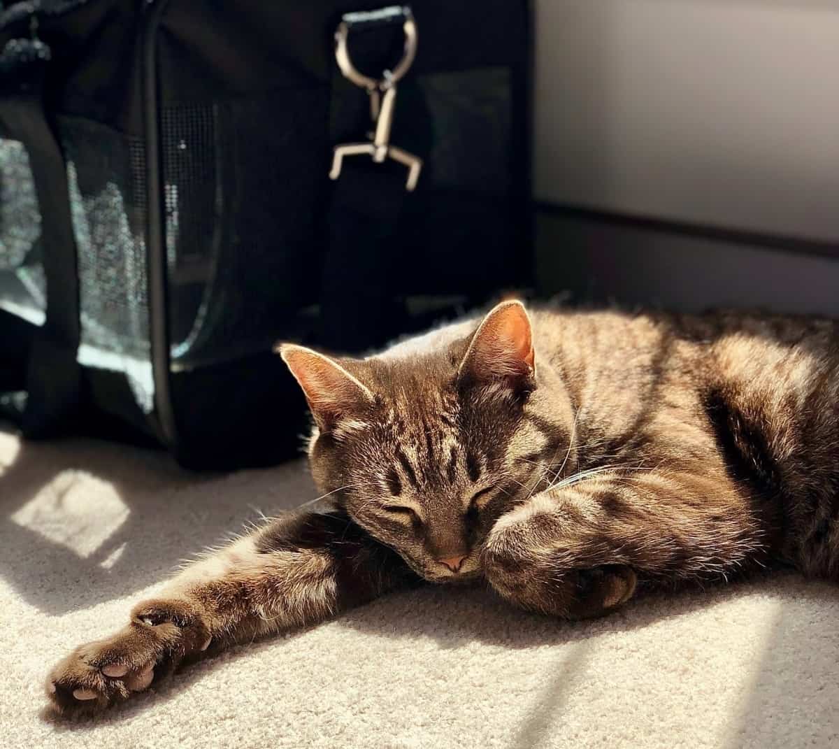 A cat is lying down next to a black pet carrier bag.