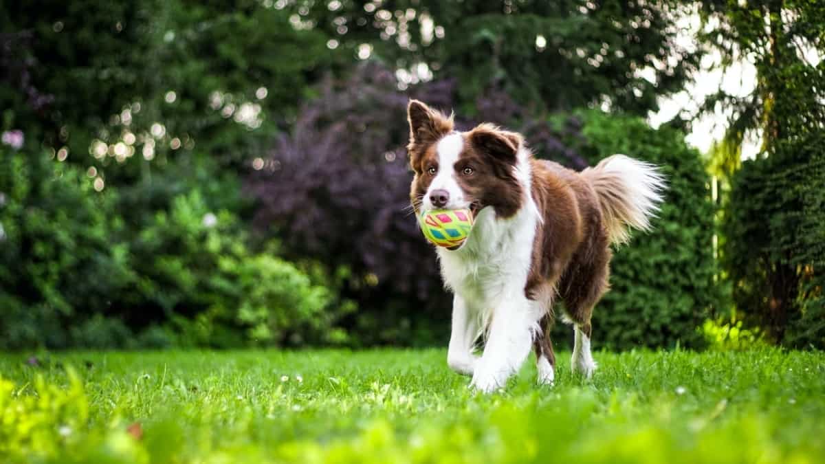 A brown and white dog is playing outside with a toy ball in his mouth.