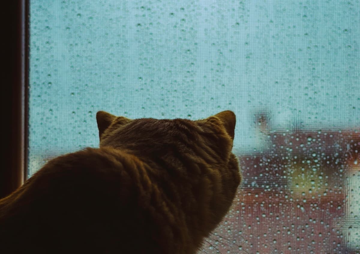 A cat is looking out a window that's sprinkled with raindrops.