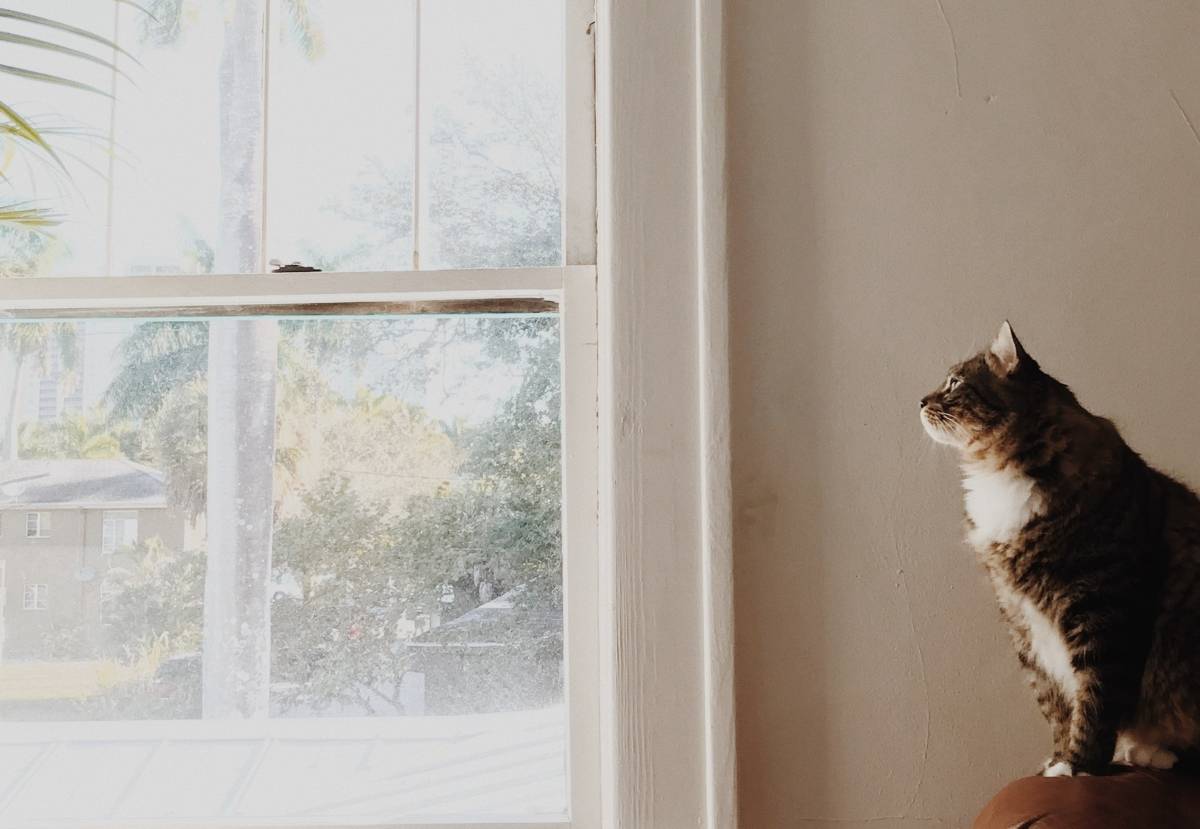 A cat looks out the window while sitting on the armrest of a couch.