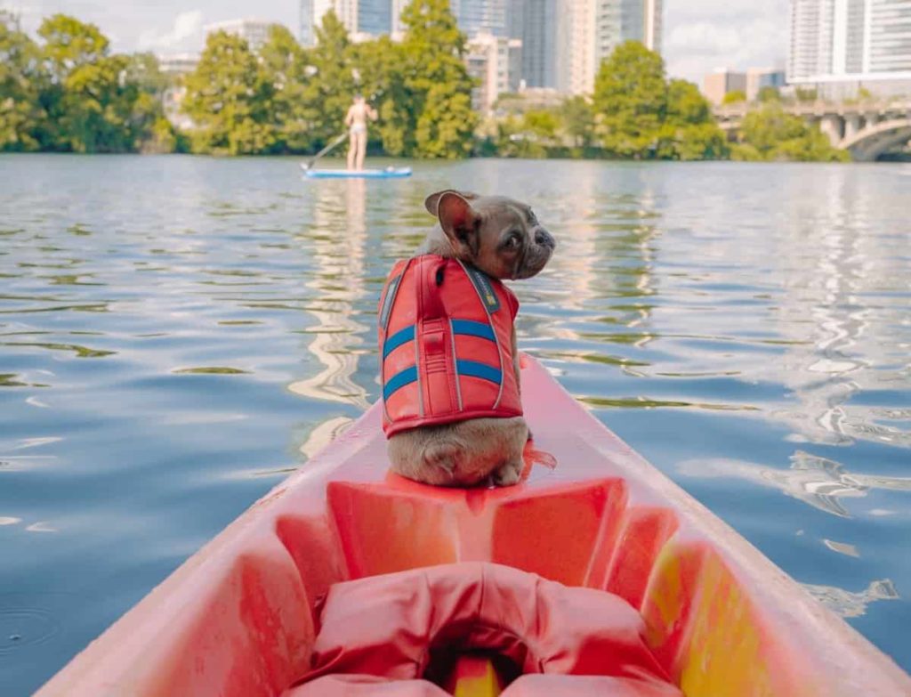 A brown pug wearing a red life vest sits at the edge of a red kayak floating by a city skyline.