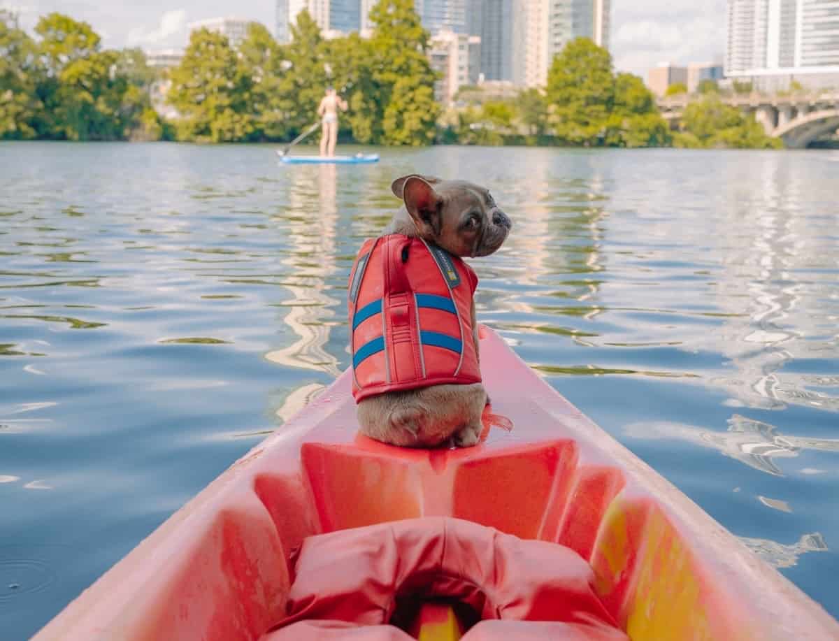 A brown pug wearing a red life vest sits at the edge of a red kayak floating by a city skyline.