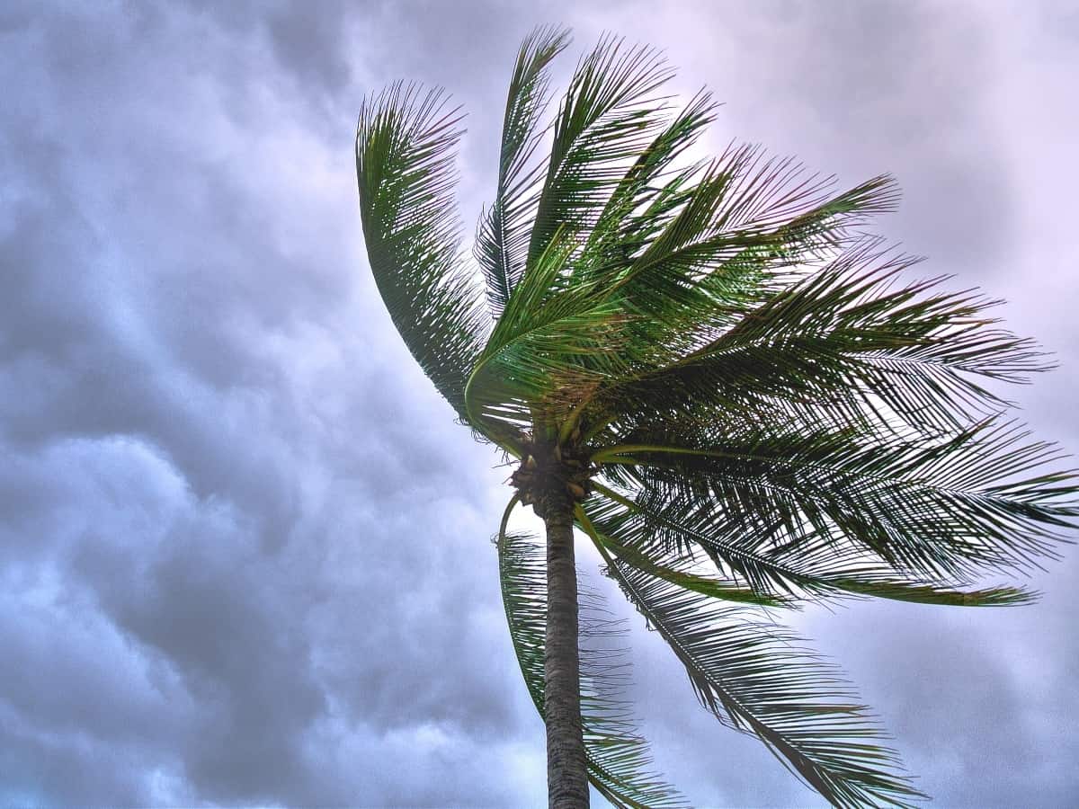 a cloudy sky with a palm tree above it in the wind, during a tropical storm vs hurricane with high winds