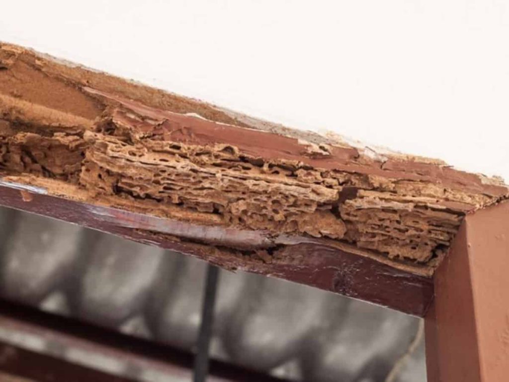 Does Homeowners Insurance Cover Termite Damage? Know the Facts