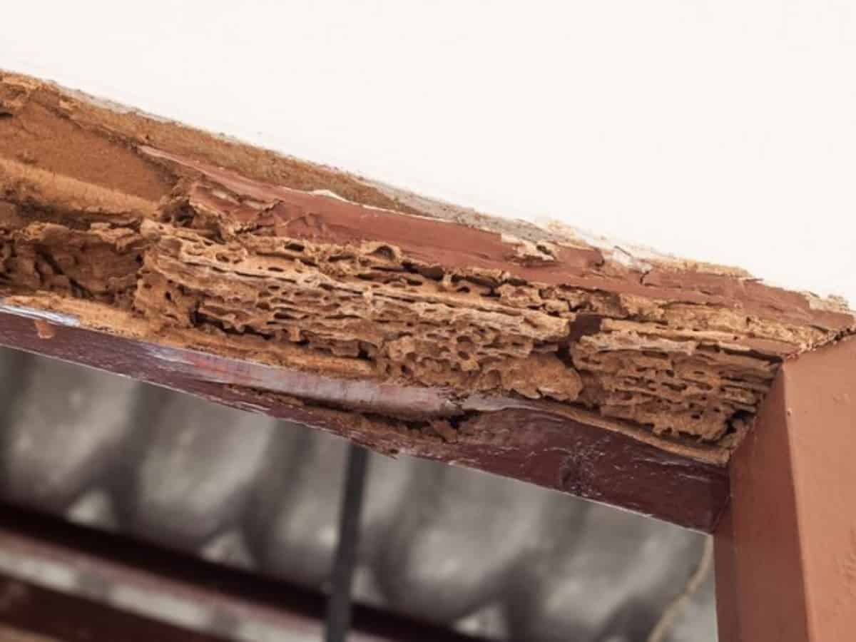 termite damage on wood, close up image of the damage