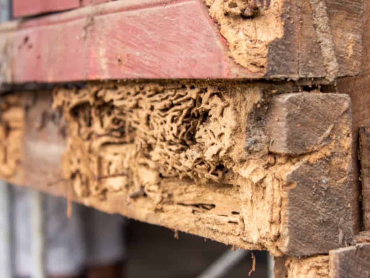 close up of a piece of wood with termite damage