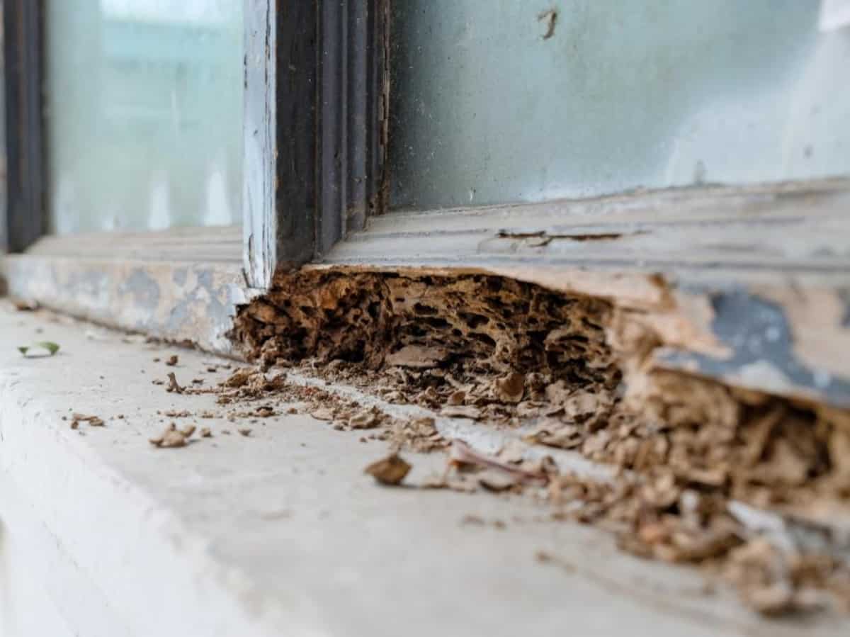 close up image of termite damage