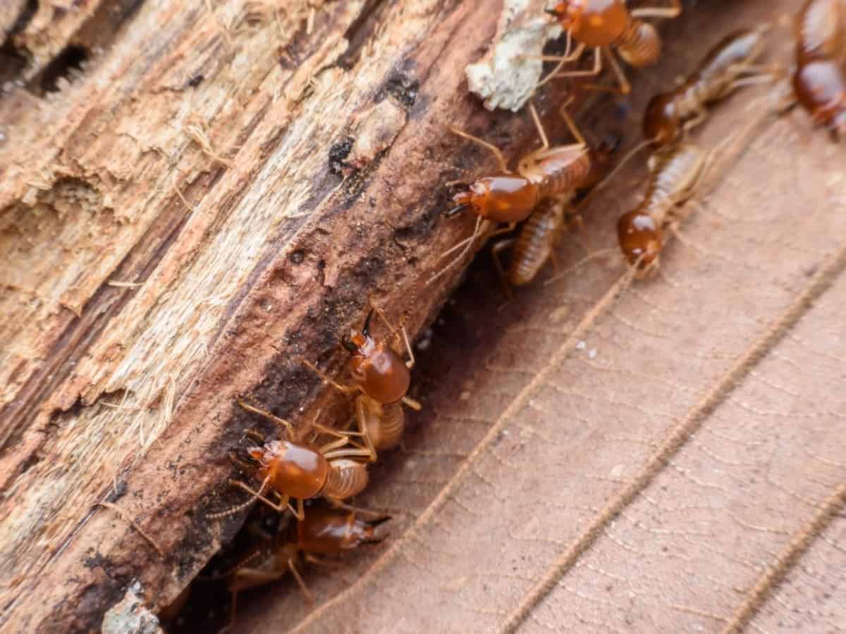 close up of termites eating rotting wood