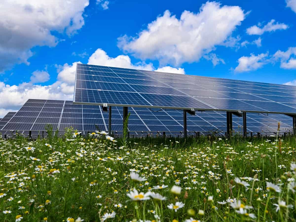solar panels in a field of flowers and grass solar energy