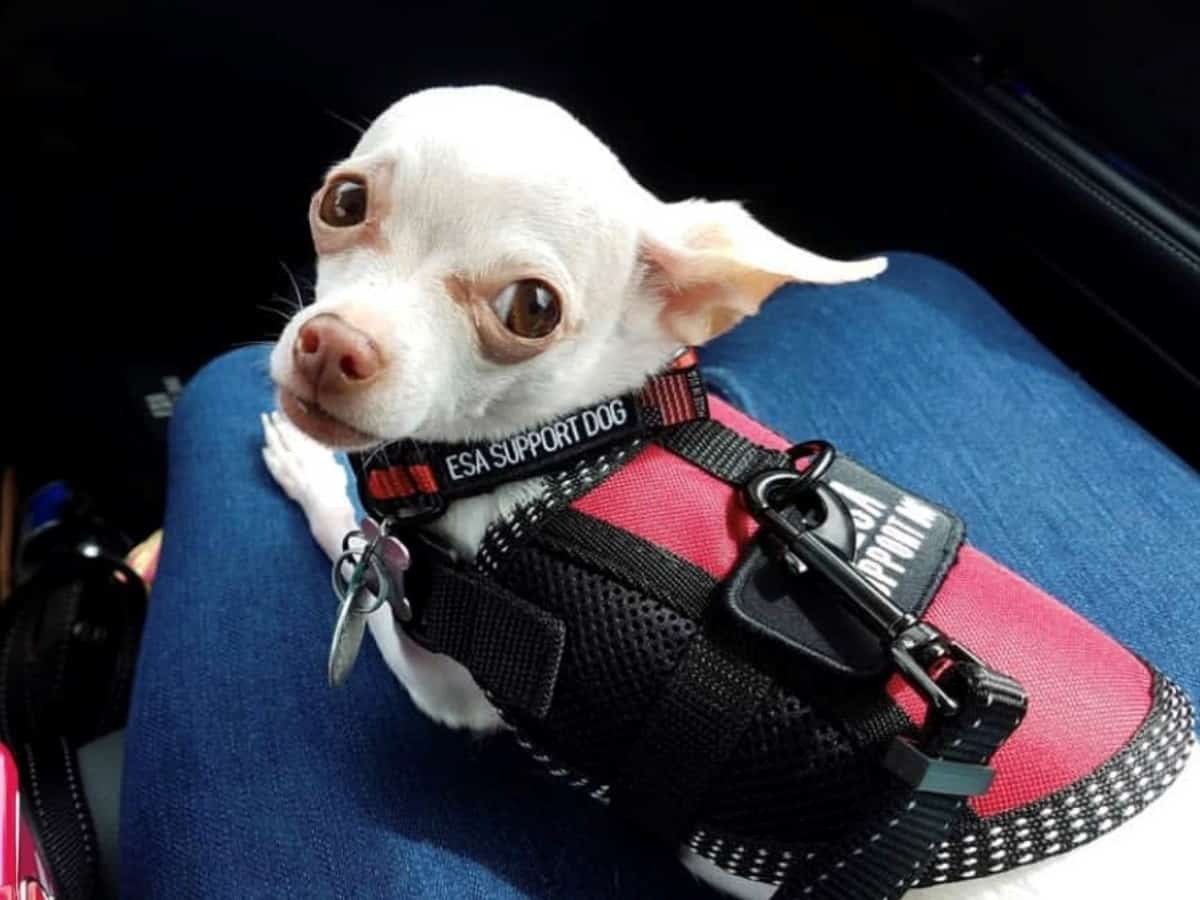 a small chihuahua in an emotional support vest 