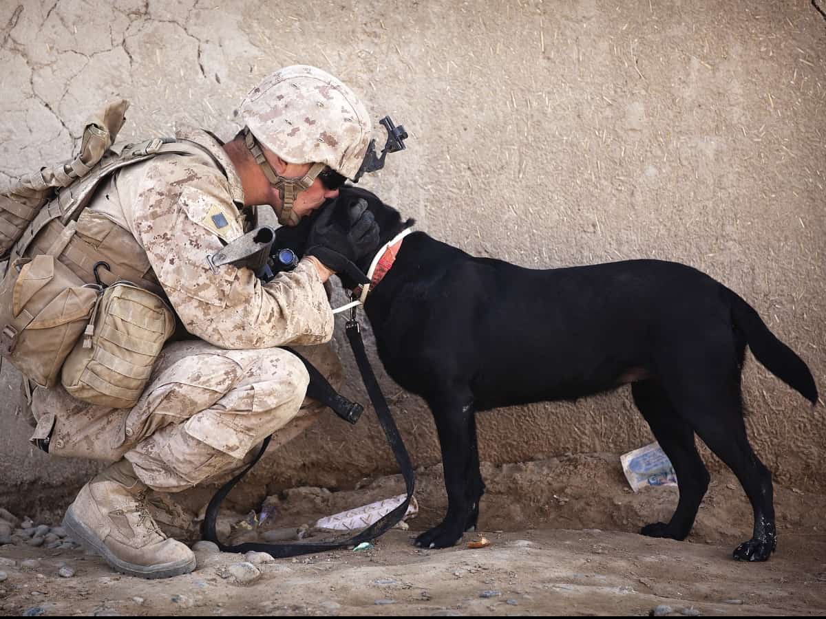 a military member with a service dog 