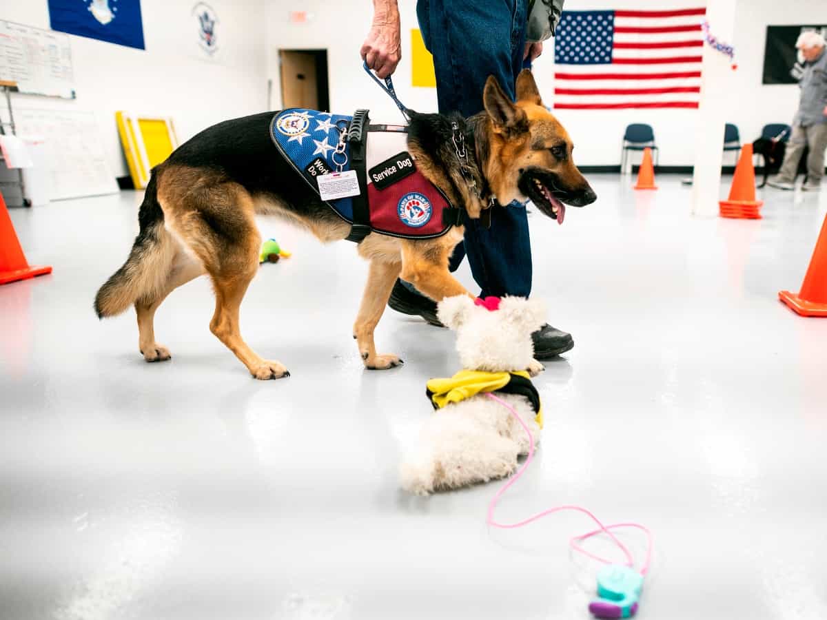 a service dog running through obstacles 