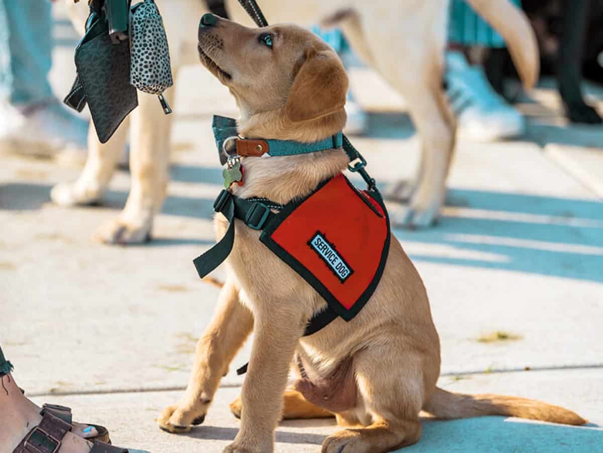 a golden retriever in a service animal vest looking up at owner