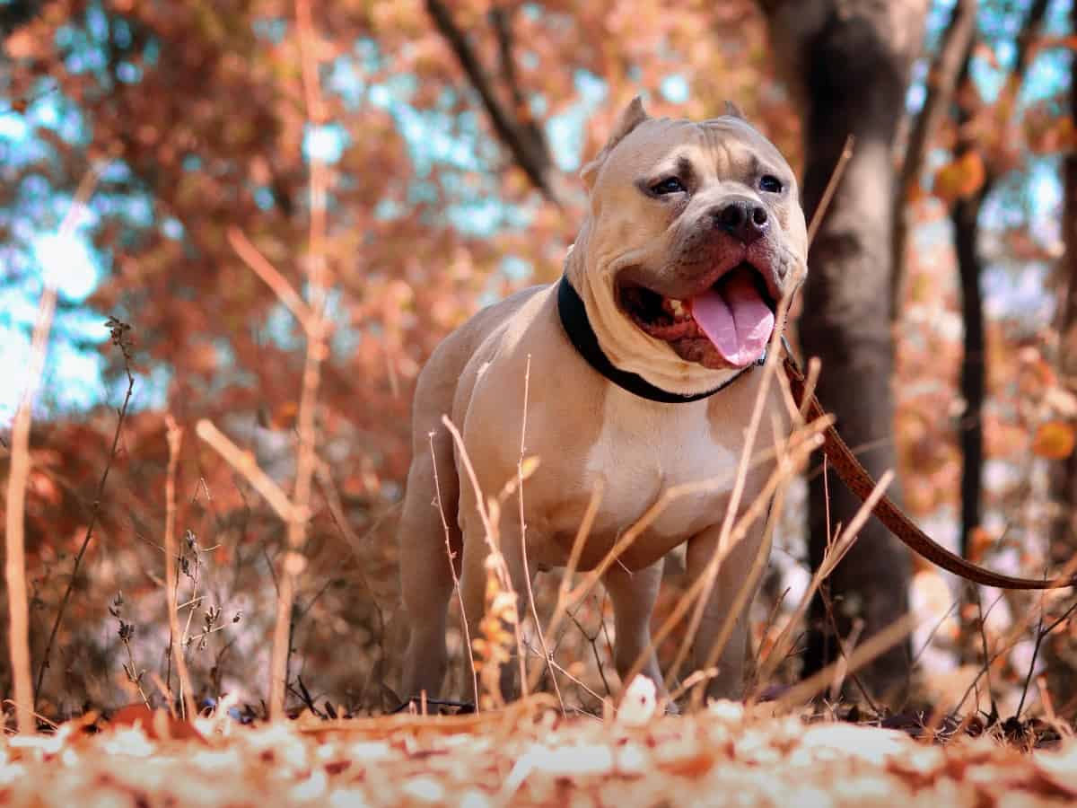 a pitbull dog sitting in leaves