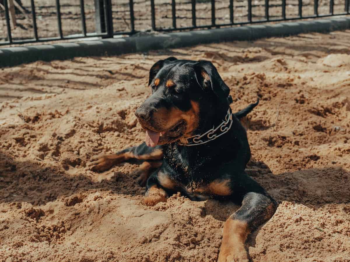 a rottweiler dog sitting in the dirt
