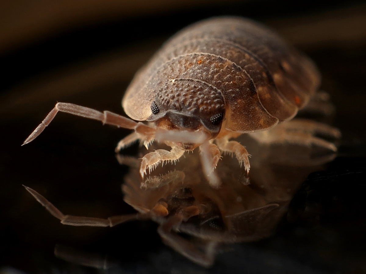 an upclose image of a bed bug