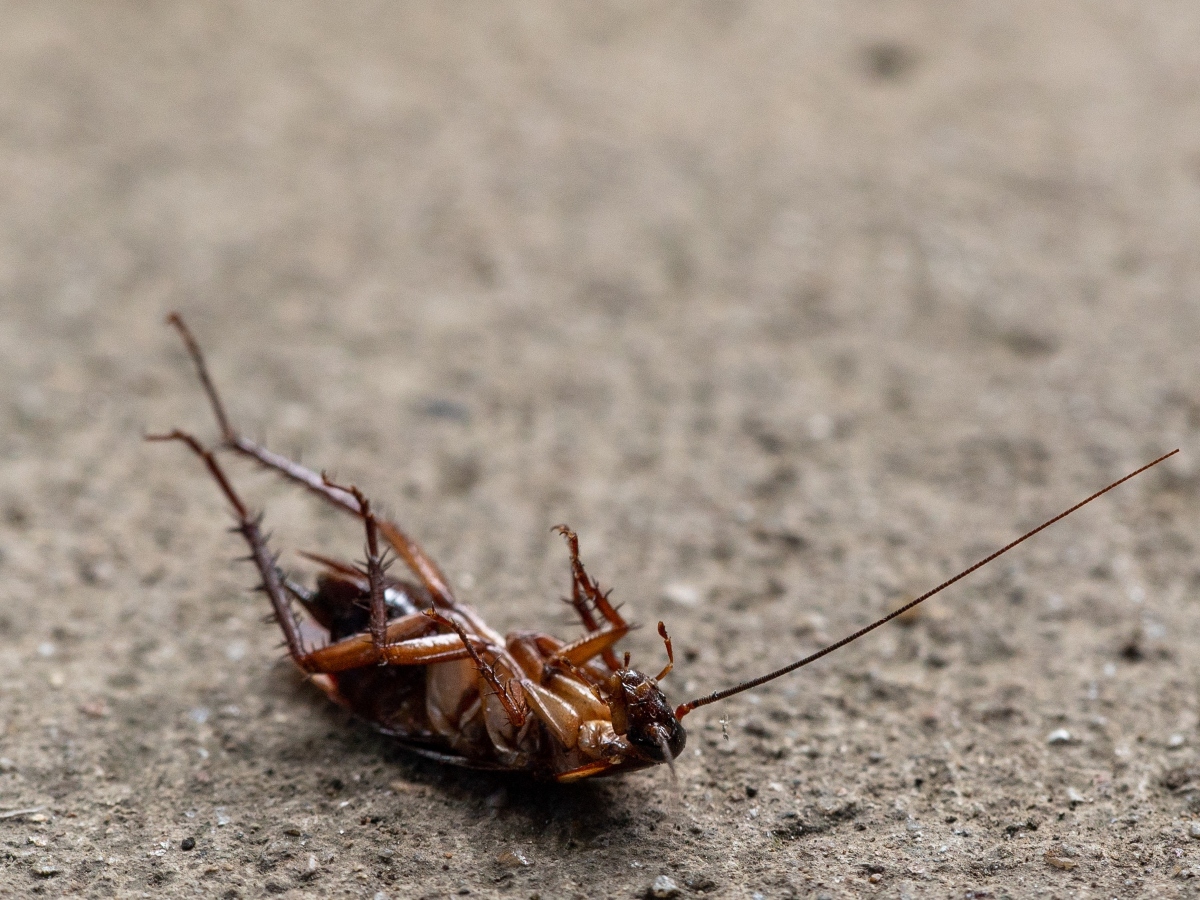 up close image of a cockroach, a common pest and bug in homes