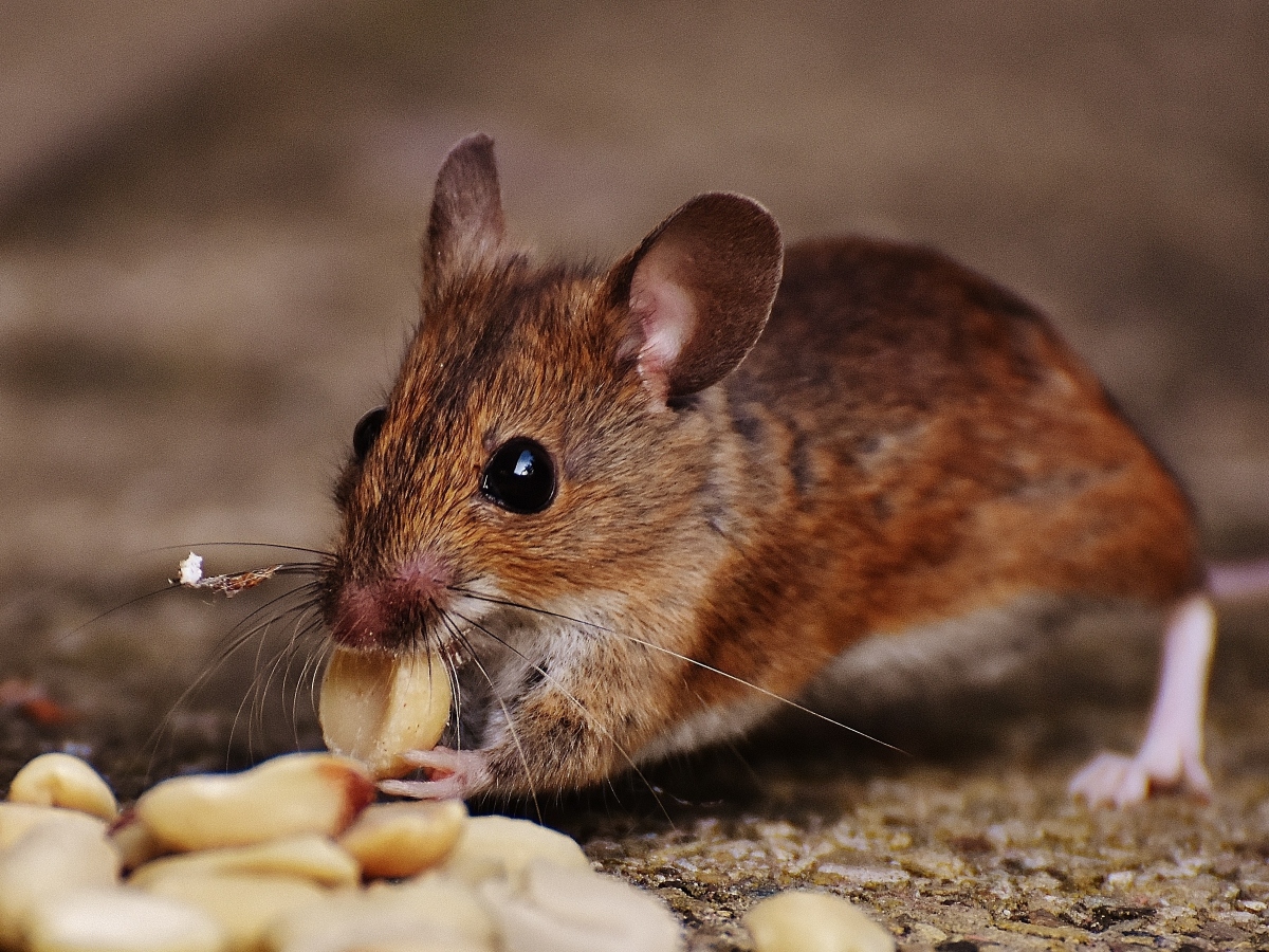 an upclose shot of a mouse eating a peanut from a homeowner, a. mouse is a common household pest that affects many every year