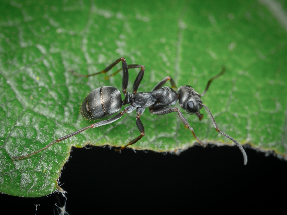 an upclose image of an ant on a leaf