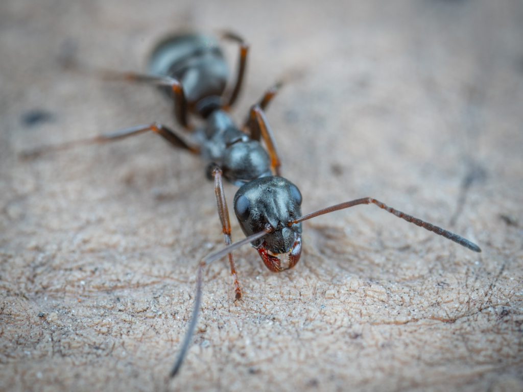an upclose image of a common pest, the ant