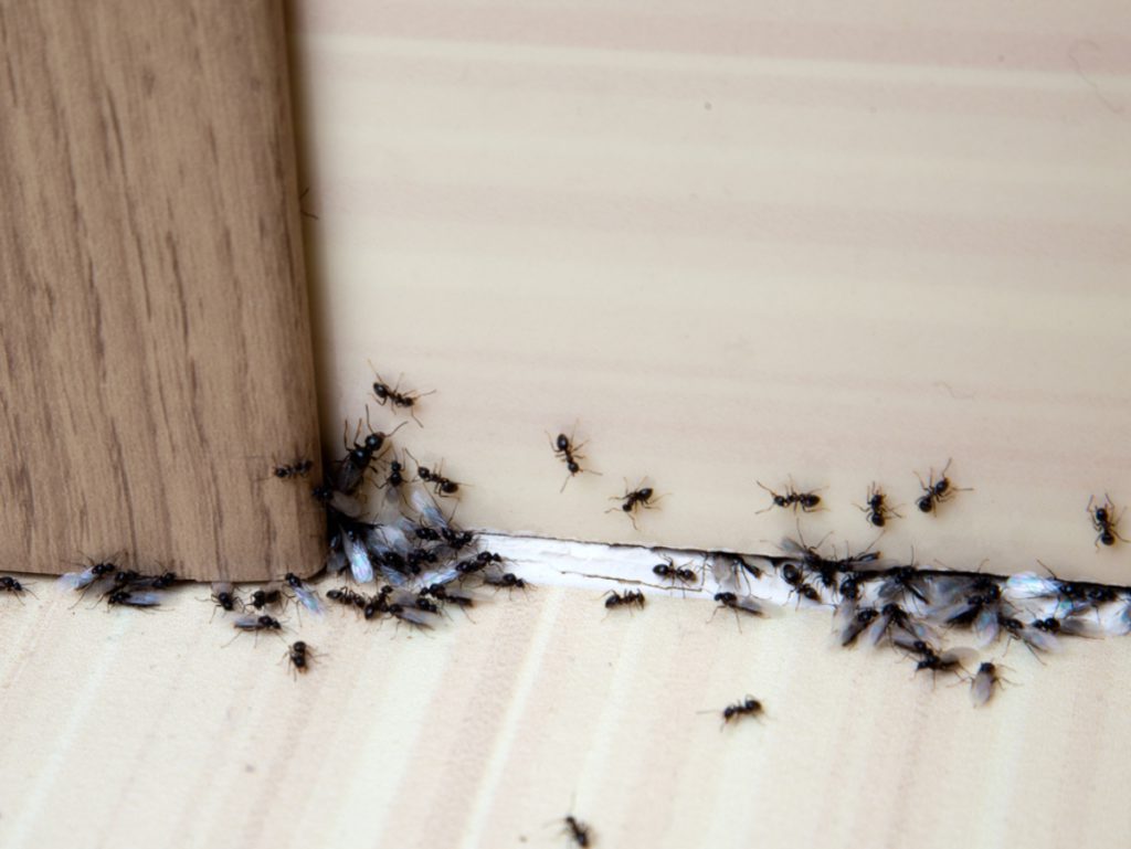 a large grouping of ants in the corner of a home