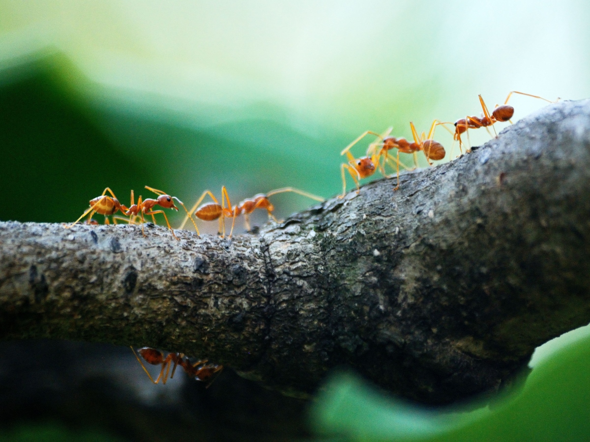 a line of ants on a tree limb. these bugs are known as pests