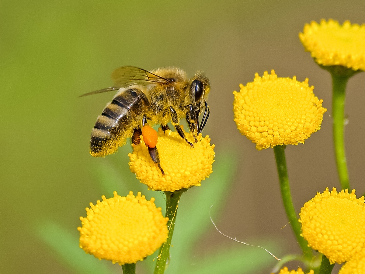 a bee sitting on top of a flower