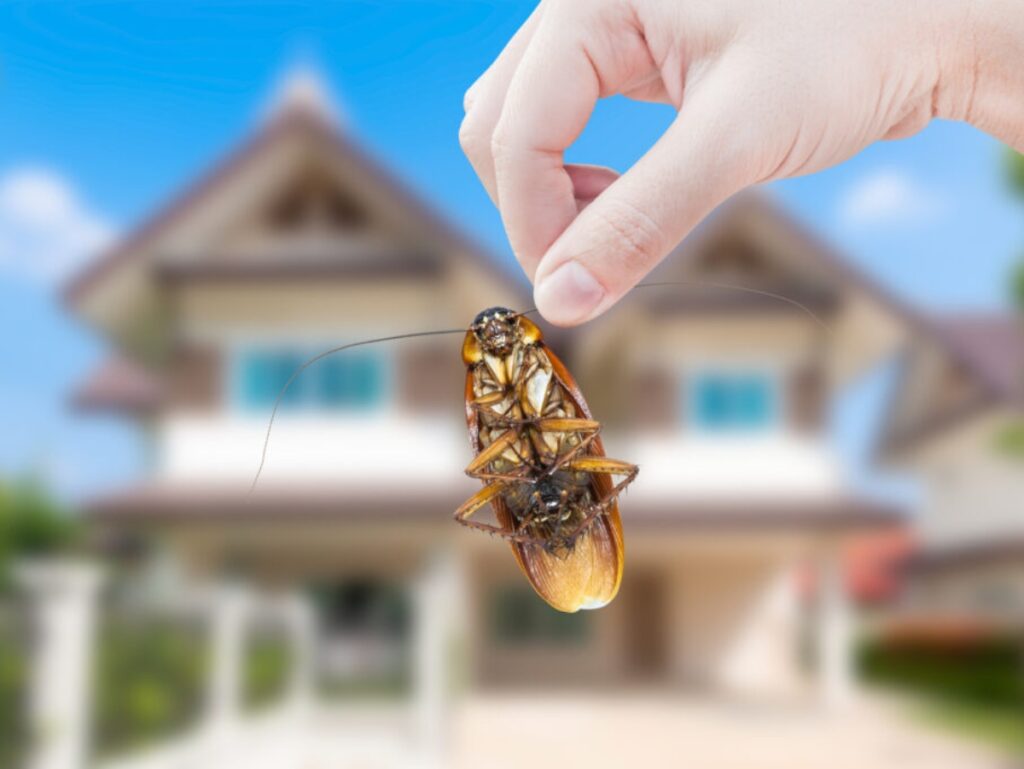 Woman's Hand holding cockroach on house background, eliminate cockroach in house