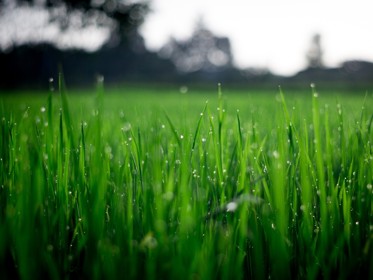 an upclose image of lush green grass in a large lawn