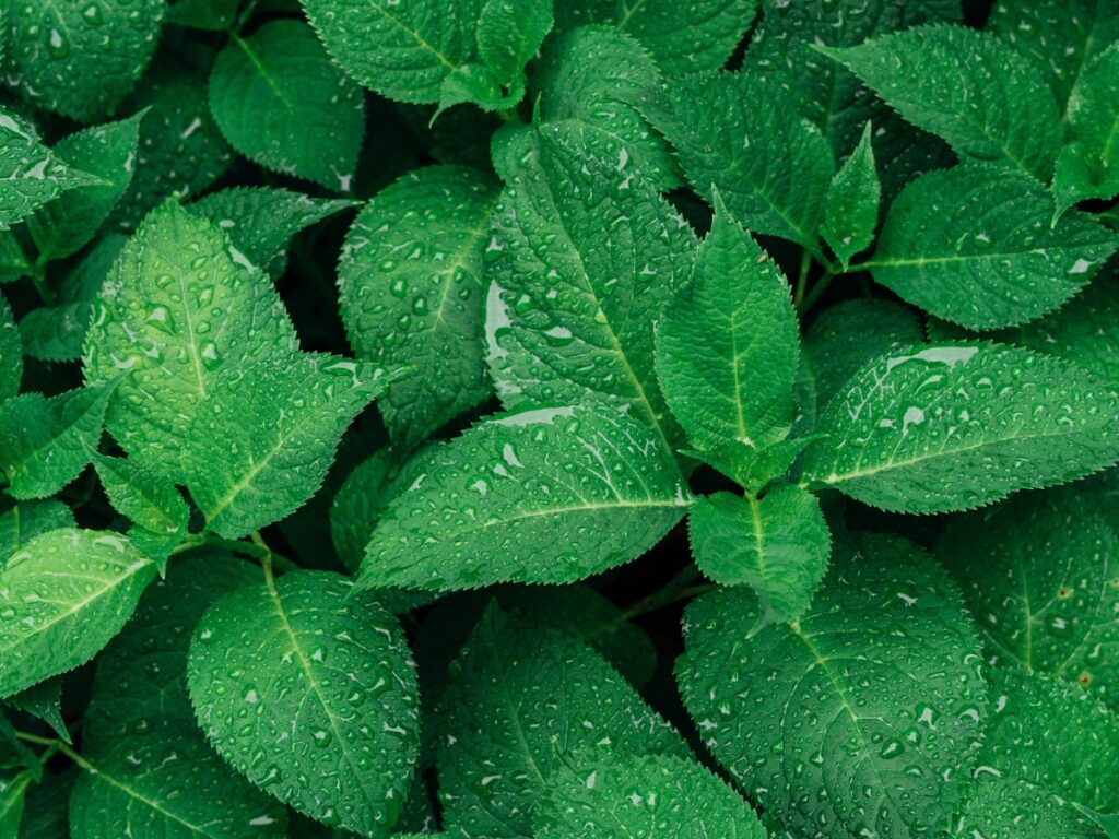 rain on top of green lush plants