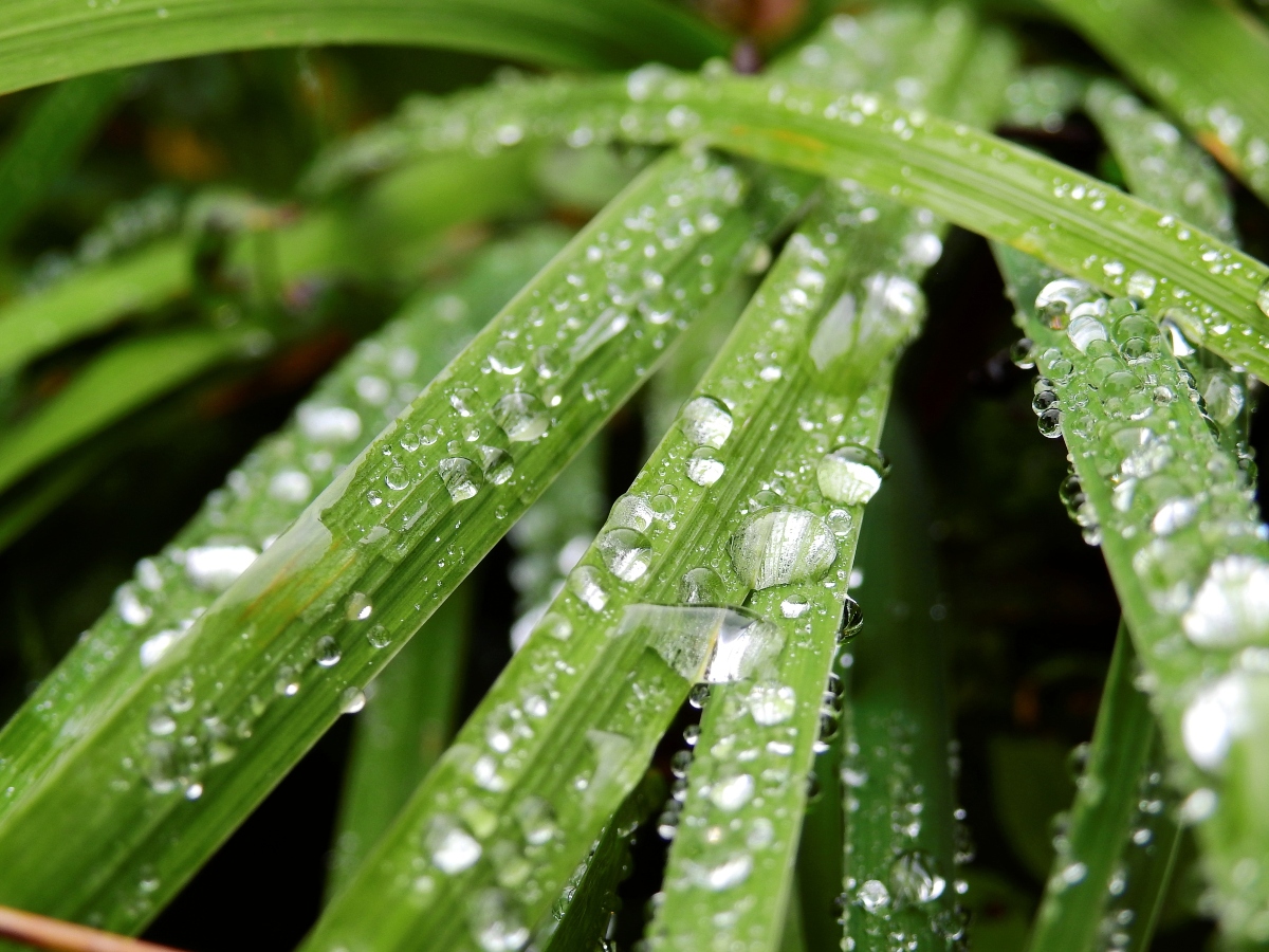 rain water on top of green plants