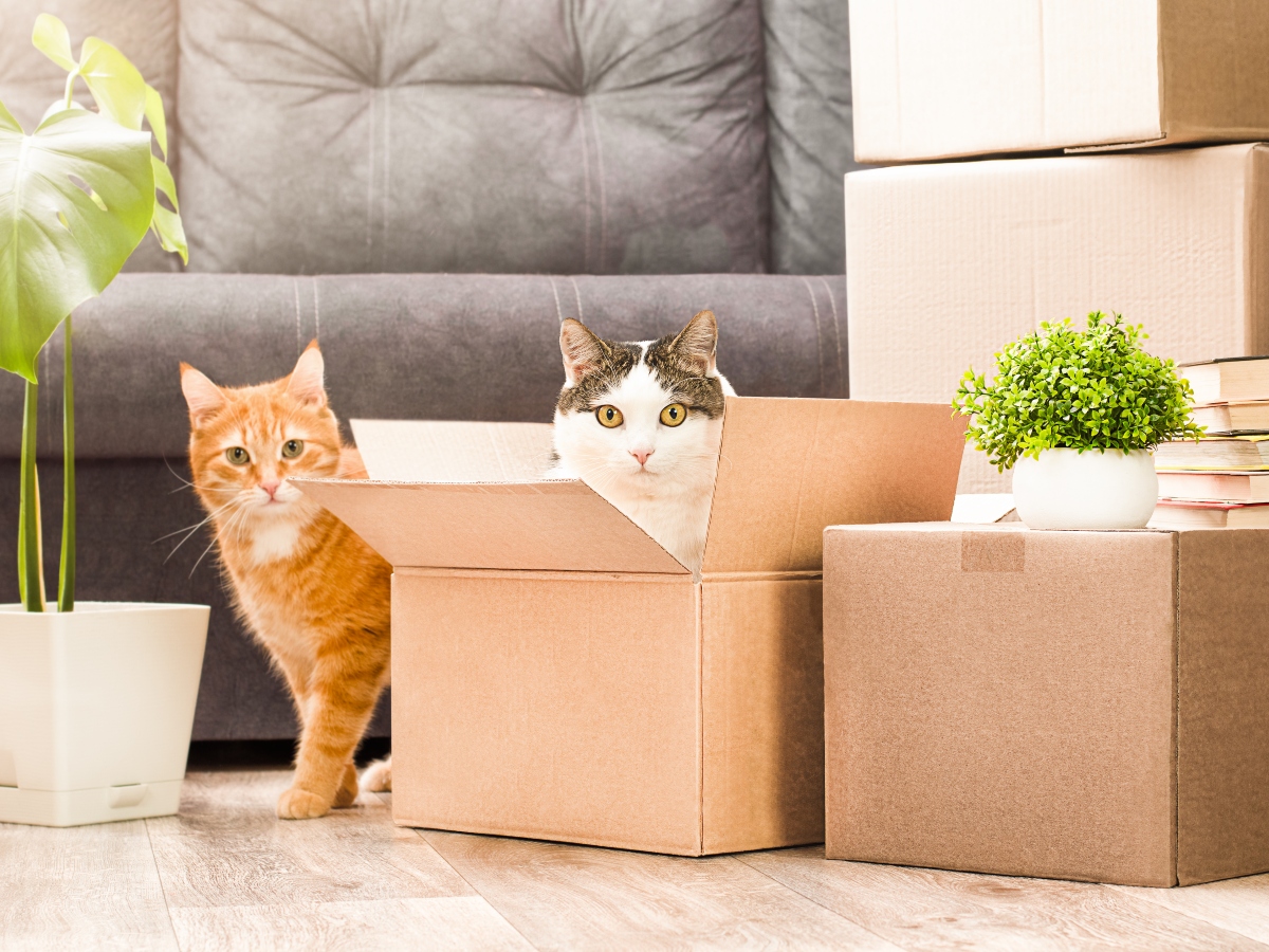 two cats playing in cardboard boxes, moving to a new house