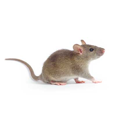 mouse